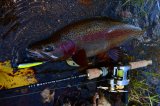 釣るためのトップウォーター・タクティクス