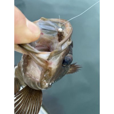 画像5: ★ヨコエビジグ（2個入）フライ・ルアー共用出来ます★