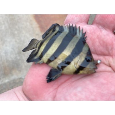 画像4: ★ヨコエビジグ（2個入）フライ・ルアー共用出来ます★