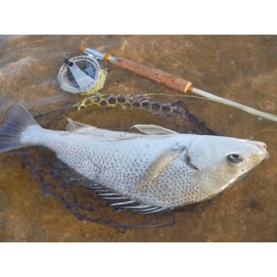 画像12: ★NEW!!受注生産★ Ti + Plus ランディングネット・M、Lサイズ★ネット部分は別売です★