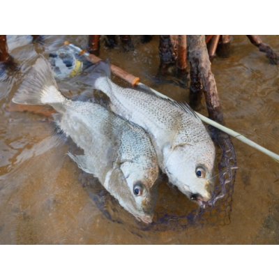 画像10: ★NEW!!受注生産★ Ti + Plus ランディングネット・M、Lサイズ★ネット部分は別売です★