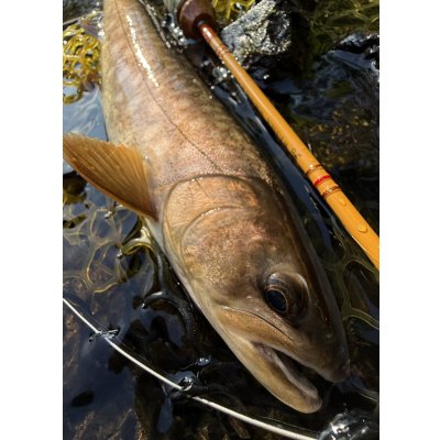 画像4: ★2026年4月発売告知トラウトロッドスピニングWSE-S/45 WESSEX オリジナルバージョン・フルウッドグリップモデル★