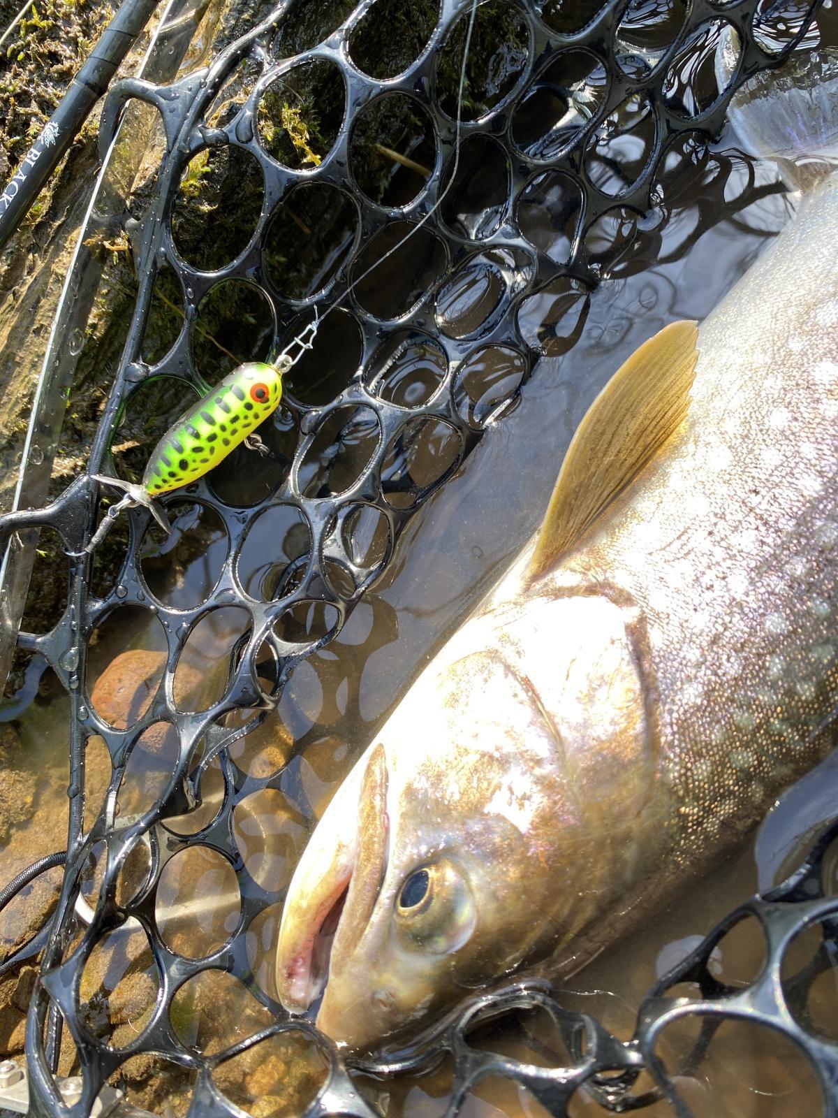 サーフェスゲームにおけるエサ動物の習性と釣り人側の勘違い