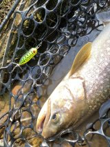 サーフェスゲームにおけるエサ動物の習性と釣り人側の勘違い