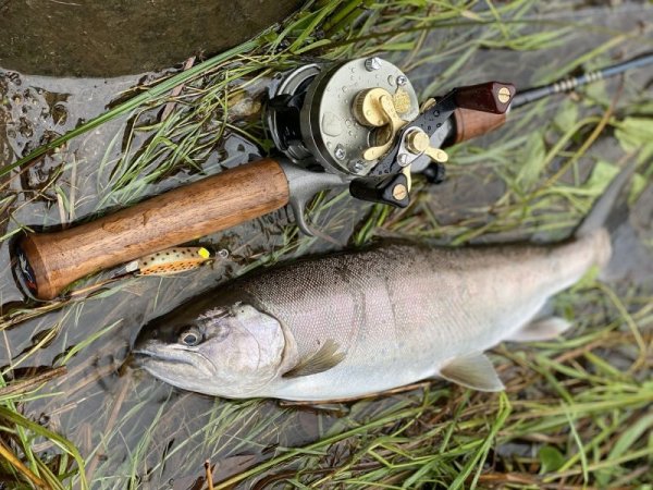 画像7: ★2025 WESSEX ・ERGエルゴノグリップ★ (7)