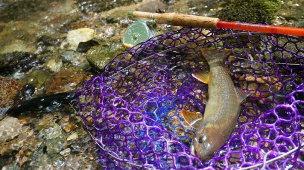 画像3: ★ご予約商品・50日前後★WESSEXテレスコピックSグラスフライロッド★ (3)