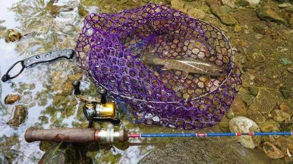 画像7: 2024年4月分完売御礼★スピニングWSE-S/4クラシックモデル・ロイヤルブルー★数量限定生産★ (7)