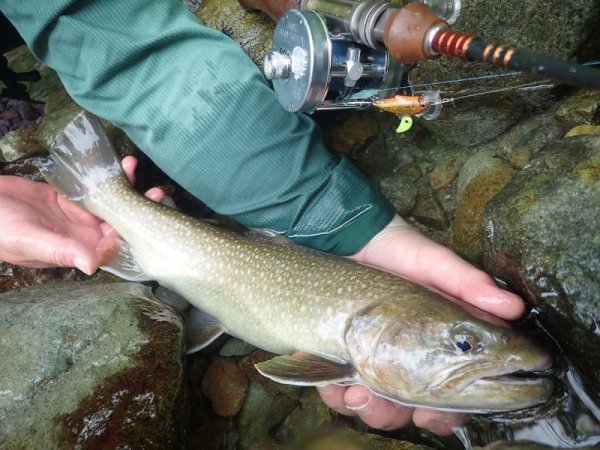 画像4: ★WESSEXトラウトロッドWSE-C/48(ノーマルガイドモデル)、WSE-C/48SP(スパイラルガイドモデル) (4)