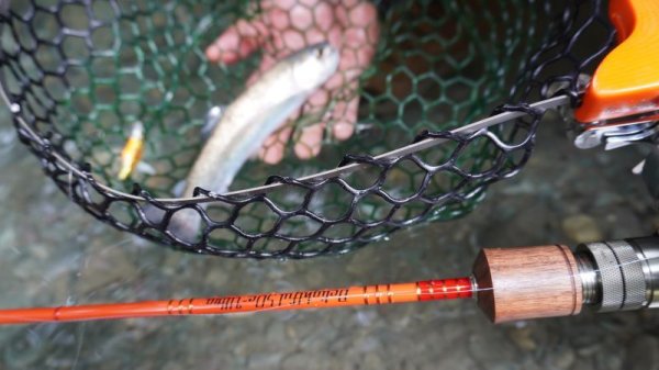 画像6: ★少量のみ在庫分確保しました★WESSEX・Delightful50C Ultra, Delightful50c Slow★ (6)