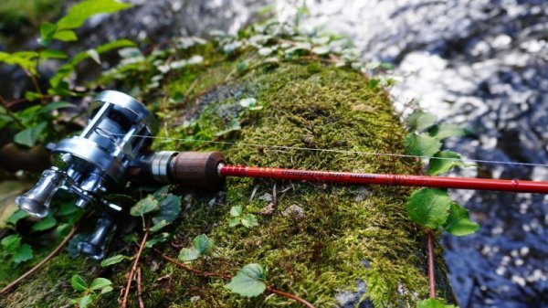 画像4: ★少量のみ在庫分確保しました★WESSEX・Delightful50C Ultra, Delightful50c Slow★ (4)