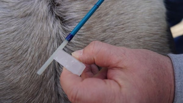 画像2: ロッドフェルールワックス (2)