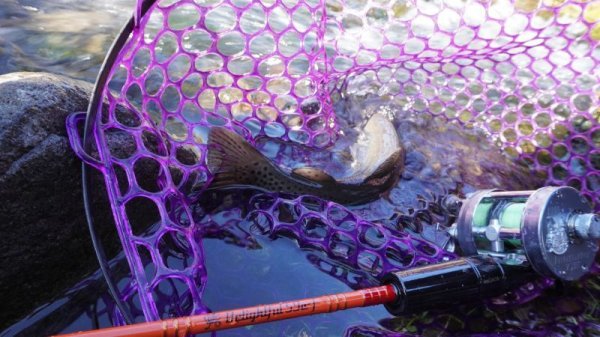 画像2: ★WESSEX Delightful 59c-f★ (2)