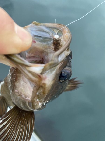 画像5: ★ヨコエビジグ（2個入）フライ・ルアー共用出来ます★ (5)