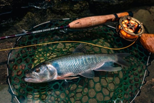 画像1: フライロッド修理(フェルール) (1)