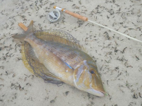 画像6: ★NEW!!受注生産★ Ti + Plus ランディングネット・M、Lサイズ★ネット部分は別売です★ (6)