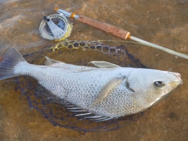 画像12: ★NEW!!受注生産★ Ti + Plus ランディングネット・M、Lサイズ★ネット部分は別売です★ (12)