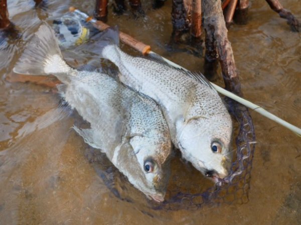 画像10: ★NEW!!受注生産★ Ti + Plus ランディングネット・M、Lサイズ★ネット部分は別売です★ (10)