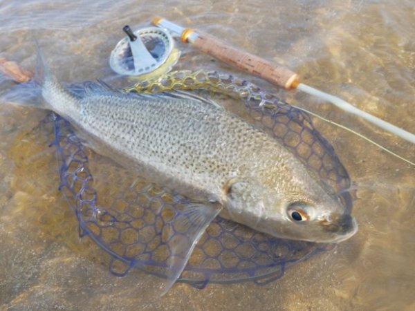 画像11: ★NEW!!受注生産★ Ti + Plus ランディングネット・M、Lサイズ★ネット部分は別売です★ (11)