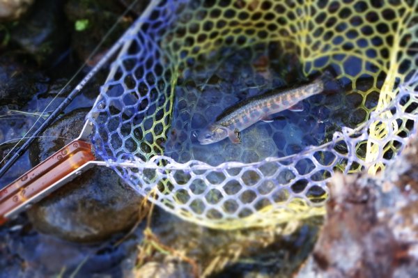 画像6: ★NEW!!受注生産★ Ti + Plus ランディングネット・PEIハンドル・βチタンフレーム★ネット部分は別売です★ (6)