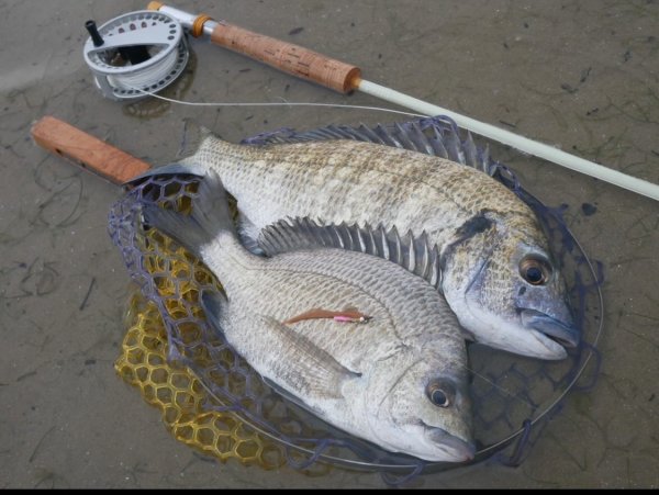 画像13: ★NEW!!受注生産★ Ti + Plus ランディングネット・M、Lサイズ★ネット部分は別売です★ (13)