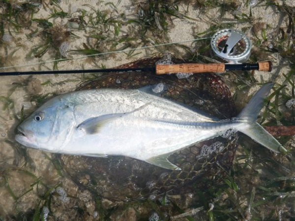 画像14: ★NEW!!受注生産★ Ti + Plus ランディングネット・M、Lサイズ★ネット部分は別売です★ (14)