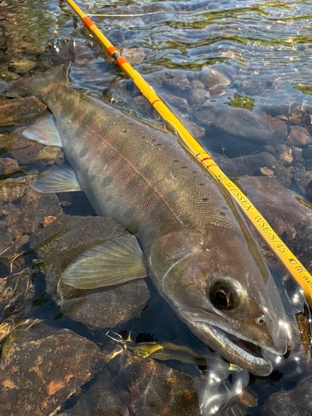 画像3: ★発売告知・WESSEXトラウトロッド10周年記念スタッグモデル・WSE-S/45★ (3)