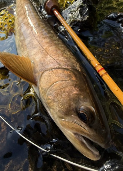 画像4: ★2026年4月発売告知トラウトロッドスピニングWSE-S/45 WESSEX オリジナルバージョン・フルウッドグリップモデル★ (4)